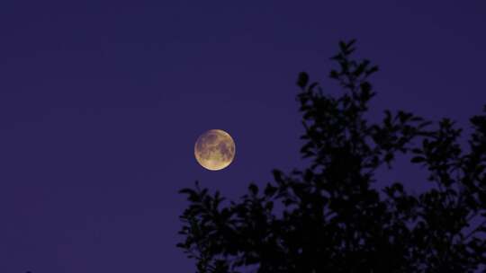 夜晚森林月亮树林明月当空中秋节十五的月亮