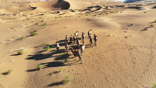 航拍内蒙古巴丹吉林沙漠上奔跑的骆驼
