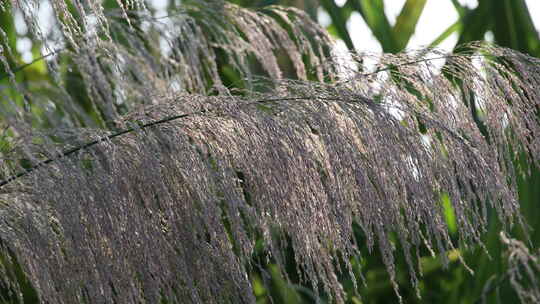芦苇 狗尾巴草 芦花 阳光 空镜 实拍