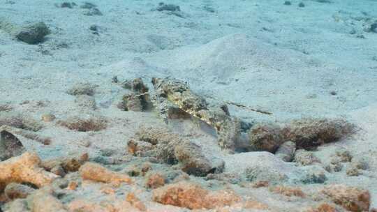 飞行Gurnard，海洋，水下，海底