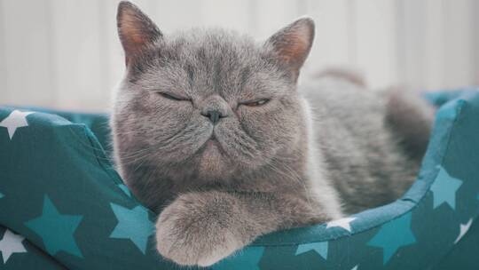 睡在猫床上的灰猫