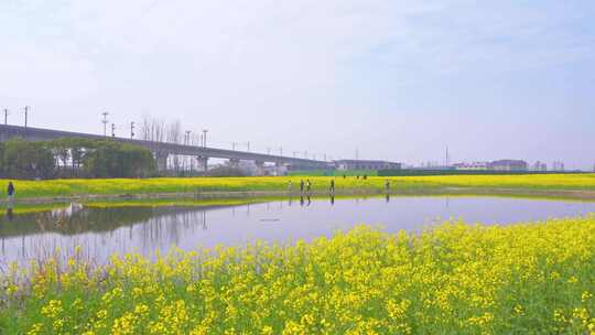 杭州临平春天油菜花花田高铁驶过