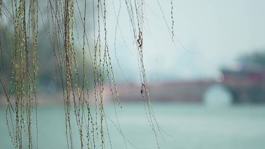 杭州 古风 风景 西湖 杨柳 湖面 桥