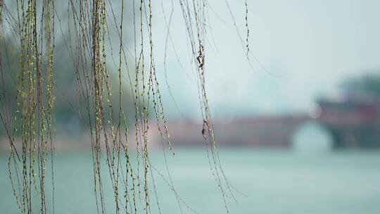 杭州 古风 风景 西湖 杨柳 湖面 桥视频素材模板下载