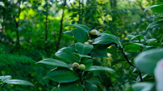 春天花园山茶花