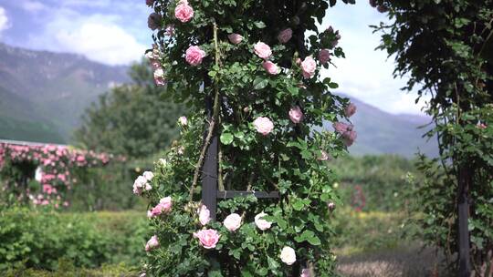 花园花房鲜花蓝天云彩