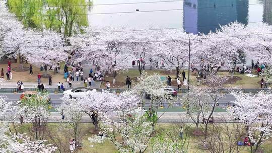 武汉西北湖城市樱花