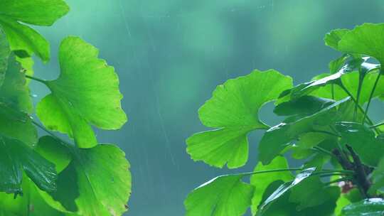 银杏树叶下雨