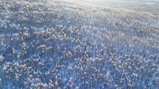 鸟瞰林海雪原雪林