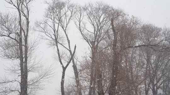 冬天雪天看向树梢天空视频素材模板下载