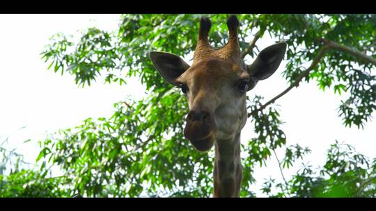长颈鹿吃树叶动物园野生动物非洲动物