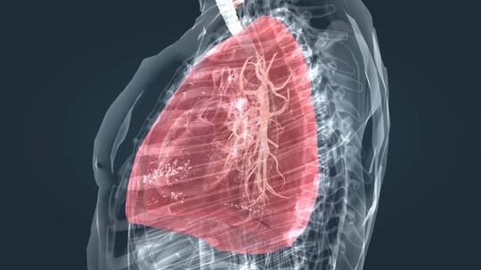 医学人体呼吸系统肺呼吸肺活量深呼吸动画