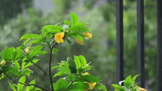 下雨天雨水大雨雨滴雨景