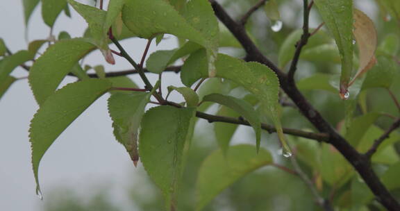 意境实拍大自然水森林雨滴森林下雨河流山水