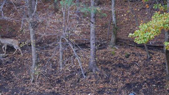 黑龙江伊春金林飞鹤金山鹿苑梅花鹿