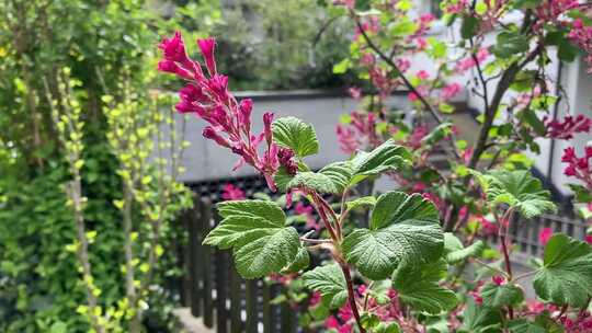 花园里一朵花的特写镜头