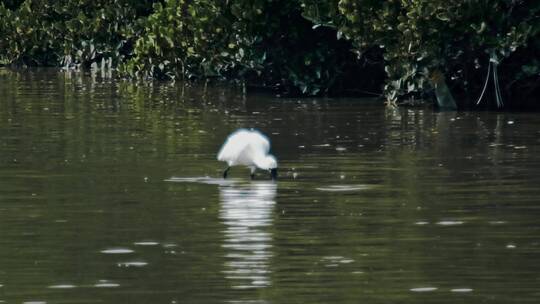 深圳湾鸟类栖息地自然风光视频