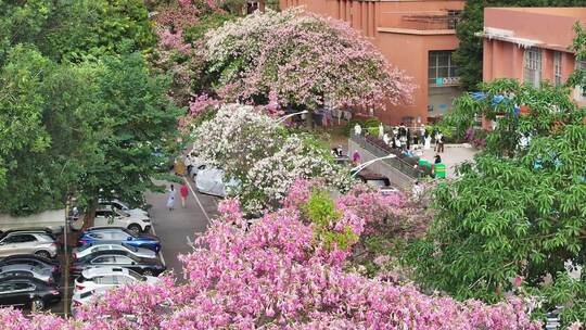 中国广东省广州市天河区华南师范大学异木棉