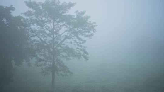 雾，薄雾，雨林，风景