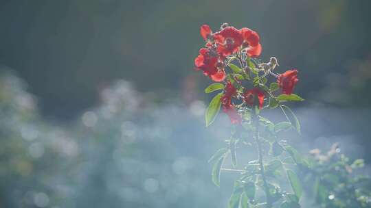 天竺葵，花，植物茎，叶