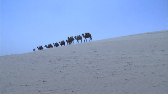 宁夏 沙漠  骆驼队在沙漠天际线行走 远景视频素材模板下载