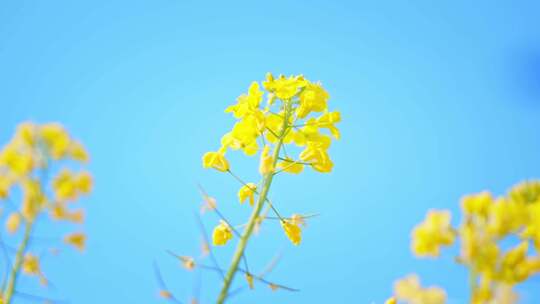 油菜花唯美意境春暖花开