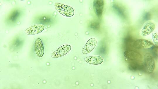 微生物纤毛虫细菌单细胞原生生物 4