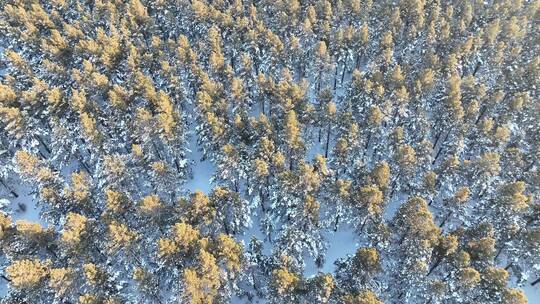 森林草原过渡地带樟子松林雪景