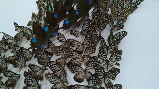 墙上好看的美丽蝴蝶标本
