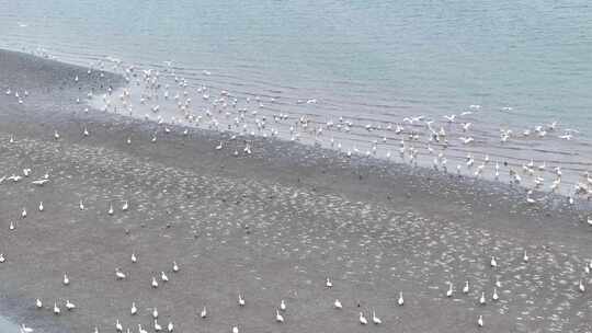 冬季长江小天鹅赤麻鸭栖息沙洲江滩航拍视频