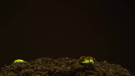 发芽豆法植物农业食品