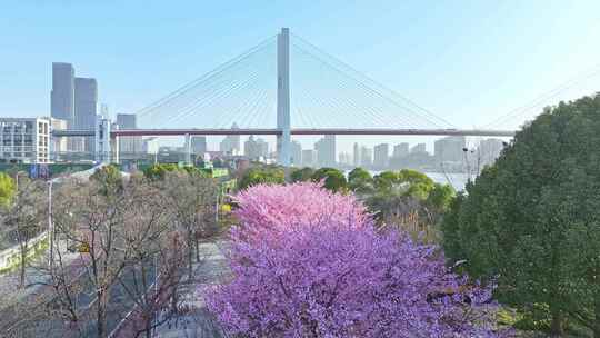 2024南浦大桥樱花 上海春天 春分上海