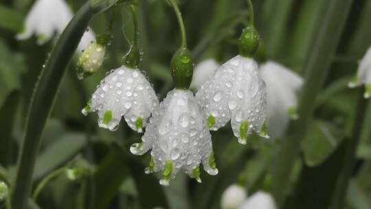 叶子上的水滴 雨中植物 雨点落在绿色植物上