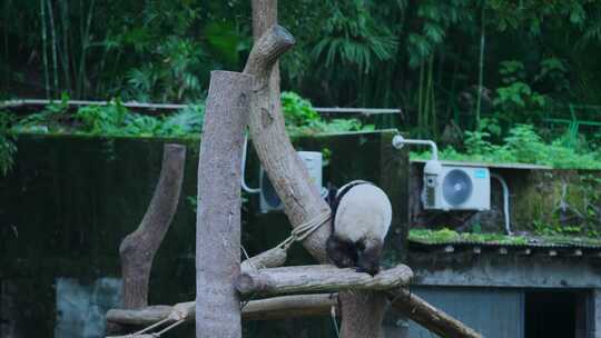 熊猫玩耍视频素材模板下载