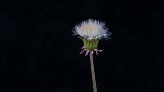 蒲公英种子在黑色背景上展开的时间流逝