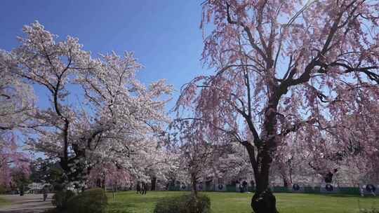 唯美治愈日本樱花建筑街道