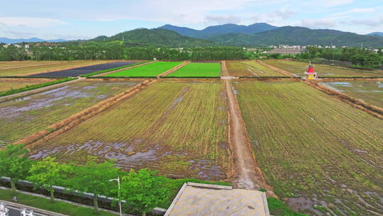 水稻培育/秧苗/培育水稻/田中/清新自然风景