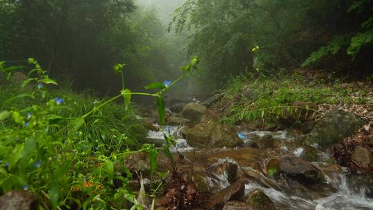 实拍长白山大山里山泉水，溪流