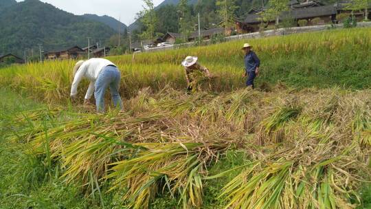 稻谷大米农业粮食合集