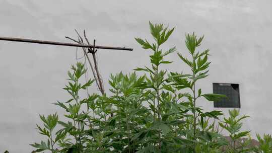 茂盛的艾草艾叶植物景观