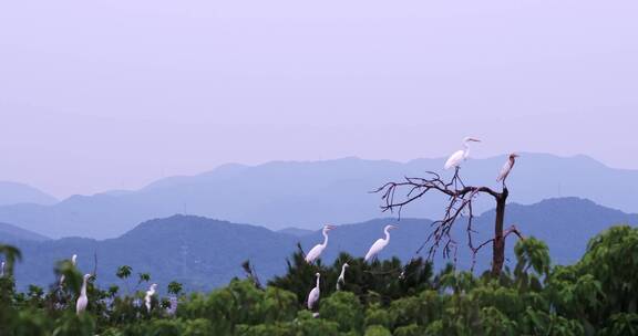 傍晚一大群在树林上空盘旋白色候鸟白鹭航拍