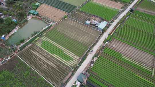 农业基地农作物种植航拍