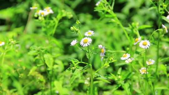 夏天户外的白色野花小雏菊山花实拍素材