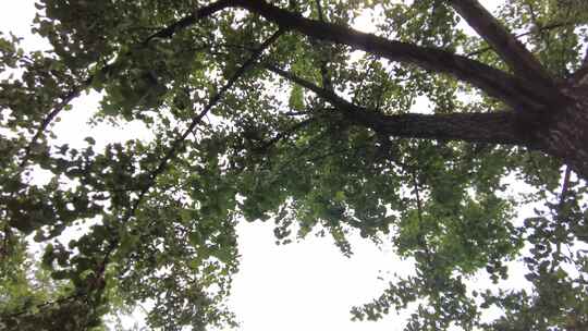 森林公园大树仰望特写空镜头视频素材模板下载