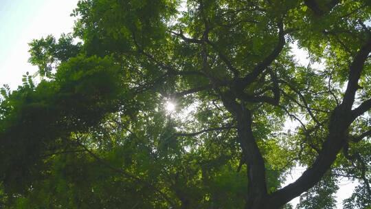 夏日树林阳光穿透树叶视频素材模板下载