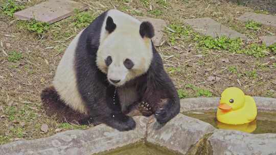 国宝四川大熊猫华荣吃喝玩乐