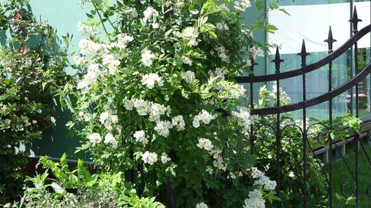 花园花海植物园景区景点