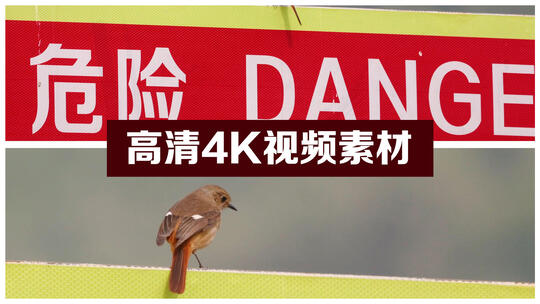 小小鸟 危险警示牌视频素材模板下载
