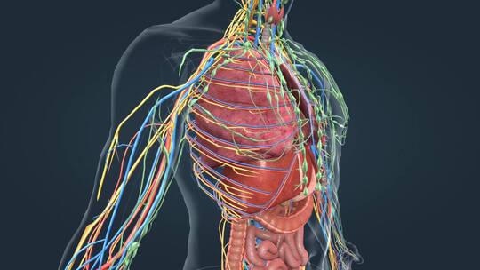 医学人体器官肾脏内分泌系统肾上腺三维动画