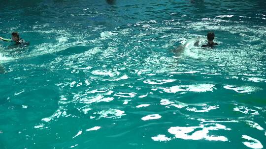 海洋公园海豚表演玩耍驯兽师训练员
